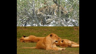 3 Lionesses Chased a Leopard [upl. by Mikah287]