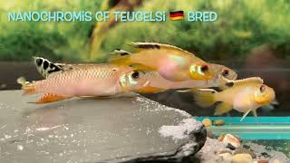 Nanochromis cf teugelsi 🇩🇪 bred [upl. by Mylo]