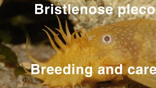 Bristlenose Pleco Breeding and Care Guide [upl. by Chastain180]