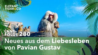 Pavian Gustav im Dating Fieber Langfolge 280  Elefant Tiger amp Co  ARD [upl. by Cost807]