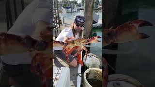 Captain Rockhold of the Friendliest Catch  sustainable rock crab fishing in Santa Cruz California [upl. by Analihp]