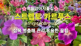 스트렙토카르푸스삽목병충해관리streptocarpus다년생식물반양지식물반려식물버들강아지꽃집 [upl. by Almeida]