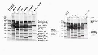 Agarose and Polyacrylamide Gel Description [upl. by Hcire454]