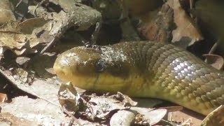 The Aesculapian snake Zamenis longissimus Elaphe longissima a nonvenomous snake [upl. by Amiarom]