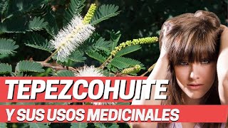 USOS DEL TEPEZCOHUITE ÁRBOL DE LA PIEL PROPIEDADES DE LAS PLANTAS MEDICINALES Mimosa tenuiflora [upl. by Mokas]