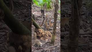 COATI’s at Catalonia Playa Maroma [upl. by Telford773]