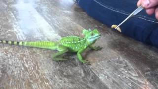 Basiliscus plumifrons  male  2012 HD [upl. by Enilemme]