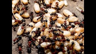 The Real Lasius Niger Has Arrived [upl. by Chemarin]