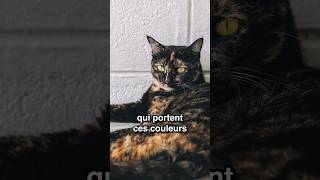 Des faits sur les chats [upl. by Shannah]