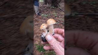 Boletus edulis Oktober 3rd short new trending nature forest foryou viralshort wood pilze [upl. by Ulu]