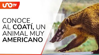 ¿Qué es el coatí una especie amenazada “muy mexicana” [upl. by Nnaeitak]