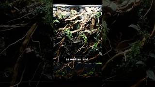 Paludarium vs Vivarium  what’s the difference [upl. by Deehahs]