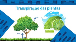 Aprenda Relações Hídricas Transpiração de plantas cursos em vídeo a partir de 3999 [upl. by Balthazar]