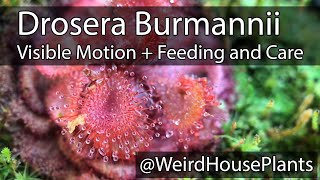 Drosera Burmannii Plant Feeding  Care and motion in real time [upl. by Putnem]