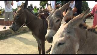 Festival del Burro  Donkey Festival [upl. by Goldner]