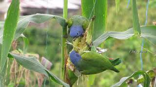 Pionus Parrot Blue head Parrot video and sounds [upl. by Brigham407]