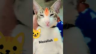 viralshort shortvideo saport me official Rukhsar Khanloveallahﷻ ❤️🥰 [upl. by Noseimaj122]