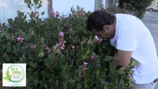 How to trim Rhaphiolepis Shrubs In Spanish [upl. by Lebanna539]