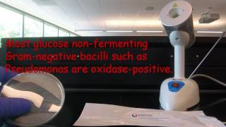 The Oxidase Test Gibson Oxidase Swab Method [upl. by Manvell459]