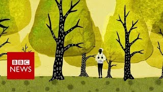 How trees secretly talk to each other  BBC News [upl. by Enileqcaj]