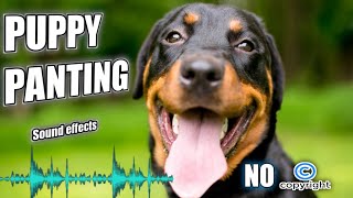 Dog panting sound effect without a copyright dog  dog sounds [upl. by Yenruoc]