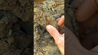 Exposing a perfect Jurassic Belemnite Squidlike creature which was in a large loose shale slab [upl. by Loredana613]