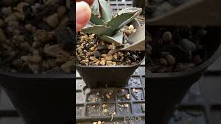 オテロイ 実生 植え替え 塊根植物 灌木 多肉植物 アガベ shorts plant plants cactus garden gardendesign bonsai planting [upl. by Feodora]