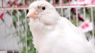 Powerful Canary Birds Singing Song Training Sounds Canaries [upl. by Eahsat733]