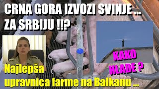 ŠOK CRNA GORA IZVOZI SVINJE ZA SRBIJU  Ovo se nikada nije dogodilo  Evo kako je POKRENUTA FARMA [upl. by Ahsikad701]