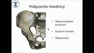 Połączenia miednicy wstęp PL [upl. by Petuu]