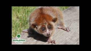 Лори малый  Nycticebus pygmaeus  Малий товстий лорі  Рygmy slow loris [upl. by Zeeba882]