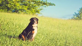 Bernese Mountain Dog Hip Dysplasia Prevention and Treatment [upl. by Laroc]