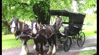 HorseDrawn Wedding Carriage Anyone [upl. by Profant]