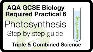 AQA GCSE Biology Required Practical 6 Photosynthesis  Light Intensity amp Rate of Photosynthesis [upl. by Enyala]