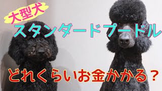 【大型犬】スタンダードプードルのリアルにかかる費用 [upl. by Ayra]