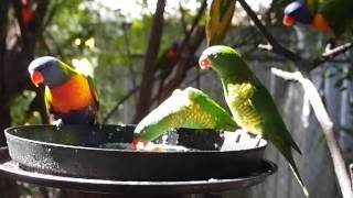 Rainbow Lorikeets and Scalybreasted Lorikeets feeding together [upl. by Newmark]