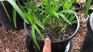 Growing UMBRELLA PAPYRUS collected  Cyperus Alternifolius  Umbrella Palm [upl. by Taran]