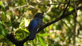 Green backed trogon [upl. by Kemme]