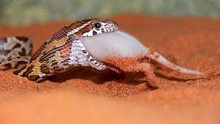 Cornsnake Eating a Baby Pig SnakeBytesTV [upl. by Fanning]