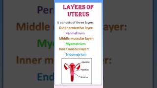 TIPS 18 LAYERS OF UTERUS  simplified [upl. by Anaiad7]