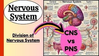 Types of Nervous System Explained  Central Peripheral Autonomic  sympathetic parasympathetic [upl. by Ihsorih]