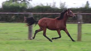 Vidéo LOT 0373 NANO DE VAUVERT  Ventes de Trotteurs de Caen  24 septembre 2024 [upl. by Doowyah]