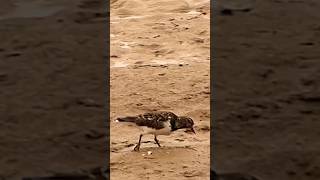 Ruddy turnstone [upl. by Nerat152]