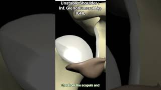 Unstable Shoulder  Inferior Glenohumeral Ligament amp Injury [upl. by Sells598]