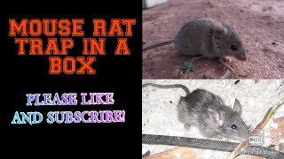 MOUSE RATS BUCKS  DOES  DAMS  KITTENS PUPS  MISCHIEF  ANIMALIA CHORDATA  MAMMALIA  RODENTIA [upl. by Twum45]