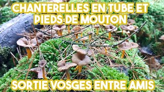 Sortie Vosges entre amis  Chanterelles en tube et pieds de mouton [upl. by Twitt]