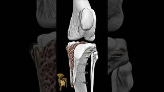 TPLO and patellar luxation repair [upl. by Alym273]