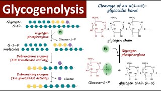 Glycogenolysis  Glycogen Breakdown  Glycogen Metabolism  Carbohydrate Metabolism  Biochemistry [upl. by Erdnaid]