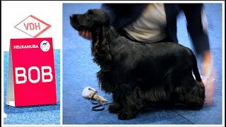 World Dog Show 2017  BOB English Cocker Spaniel [upl. by Luapsemaj43]