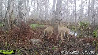 Maurepas WMA trail cam videos Jan 2023 [upl. by Shipman]